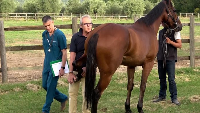 Verso il Palio dell'Assunta, previsite il 6 e 7 agosto