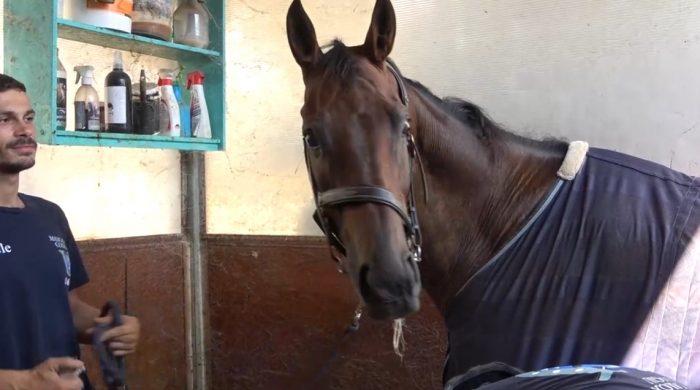 Palio, Carburo su Tale e Quale: "Il cavallo a luglio stava bene, c'&egrave; una commissione veterinaria per questo"