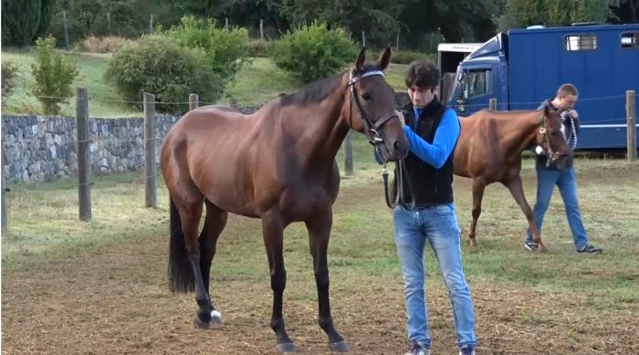 Palio, sono 147 i cavalli iscritti all'Albo. Nella lista presenti tutti i big