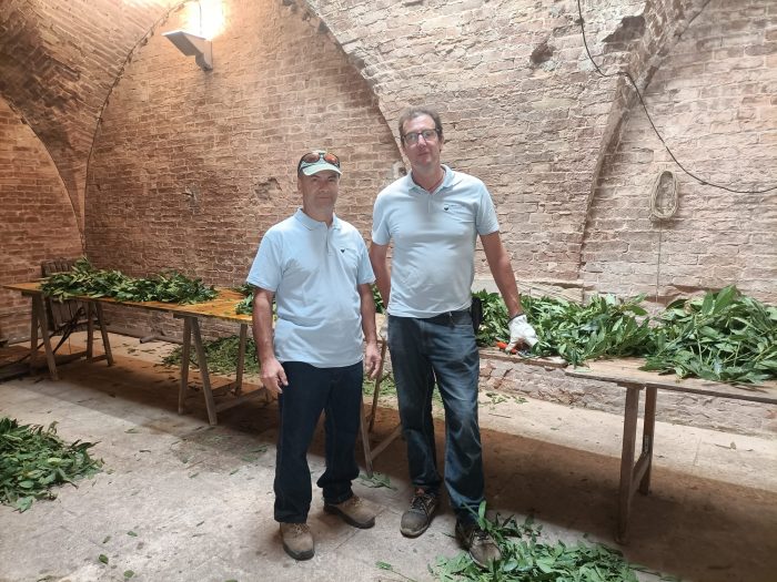 Palio: ecco chi sono "gli uomini dell'alloro", coloro che portano avanti i tradizionali festoni per la passeggiata storica