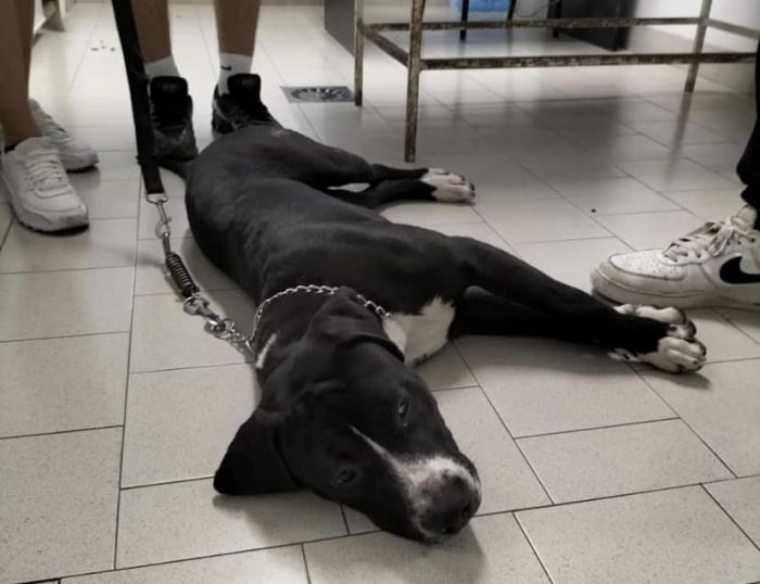 'Agosto... amico mio non ti conosco'. Anche a Siena il problema dell'abbandono degli animali