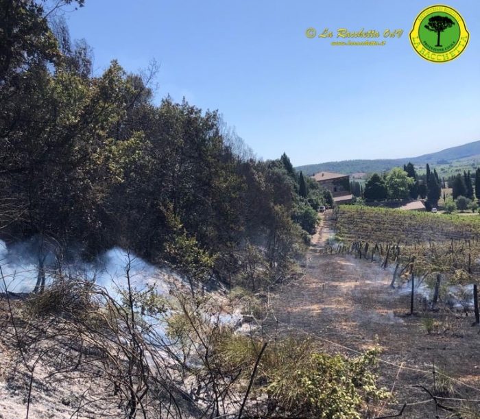 Incendio a Rapolano: a fuoco una vigna e una parte di bosco