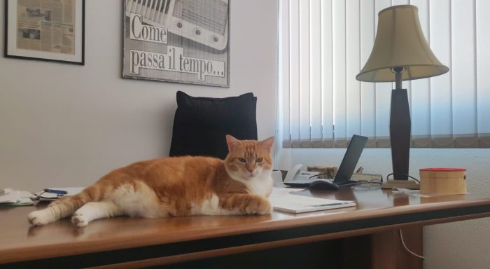 Giornata Internazionale del Gatto: oggi festeggiamo Nilde, la nostra compagna di Radio Siena Tv