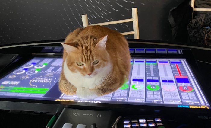 8 agosto, Giornata Internazionale del Gatto. A Radio Siena Tv si festeggia Nilde