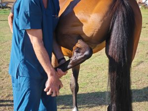 Palio: nel fine settimana le previsite dei cavalli per l'ammissione all'Albo. Gli orari