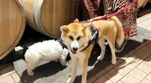 Vino, Calici di Stelle: in Toscana le cantine diventano "pet friendly", con il tag #ionontiabbandono
