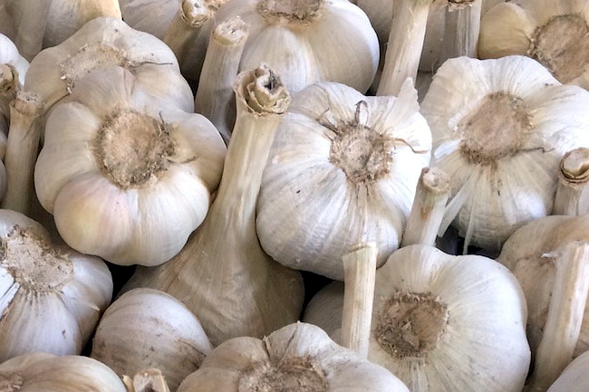 Aglione della Valdichiana, la regione sostiene la richiesta a DOP