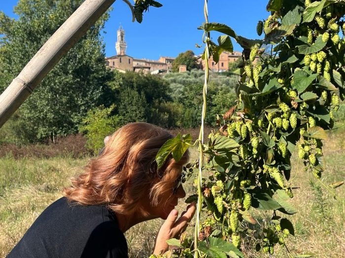 Siena: l&rsquo;assessore Magi alla raccolta del luppolo nella valle di Follonica