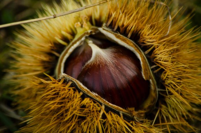 Contrada della Selva, in arrivo la tradizionale festa della Castagna in Carrozza