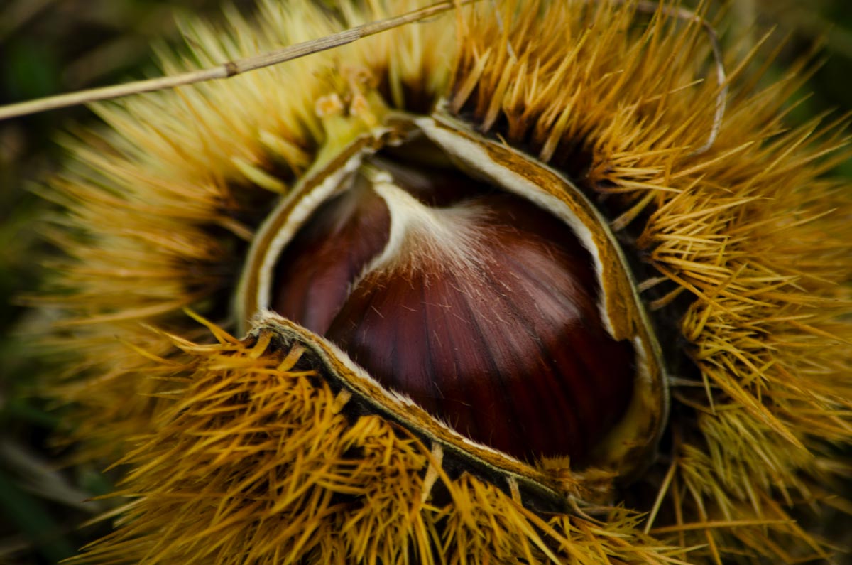 Contrada della Selva, in arrivo la tradizionale festa della Castagna in Carrozza