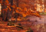 Cromatismi d’autunno, a Sarteano la mostra sul foliage dell’Amiata