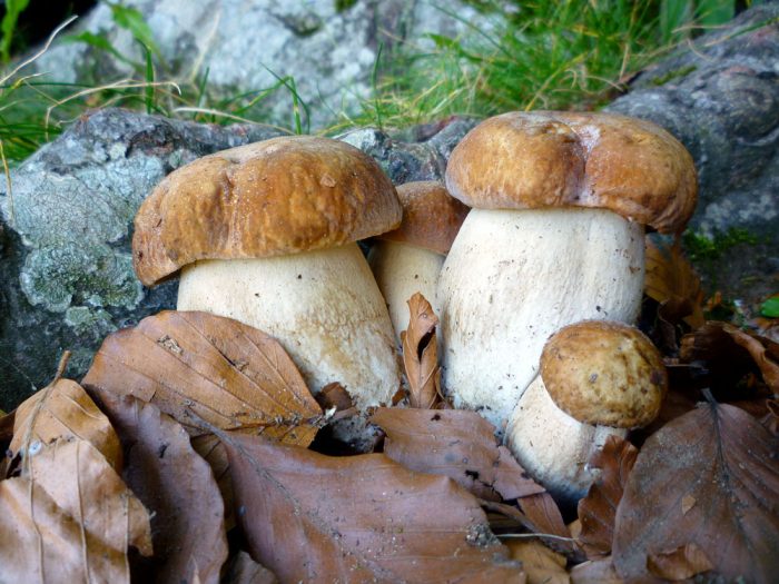 Cibo: i funghi battono castagne e zucche tra i prodotti dell'autunno più amati in Toscana