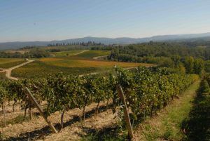 Riconversione e ristrutturazione vigneti: la Toscana stanzia 17 milioni