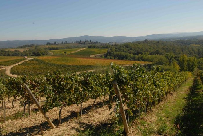 Riconversione e ristrutturazione vigneti: la Toscana stanzia 17 milioni