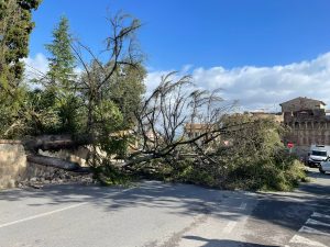 Maltempo: tragedia sfiorata a Colle, cedro del libano sradicato dal vento cade sulla strada