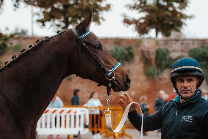 II&deg; Rassegna del puledro Anglo Arabo, vince Gardenia di Massimo Milani