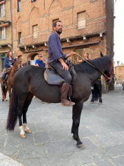 cavalli in piazza