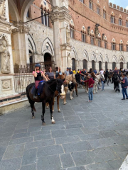 cavalli in piazza