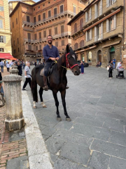 cavalli in piazza