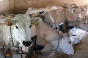 Il Consiglio regionale della Toscana approva la mozione per la tutela della razza chianina