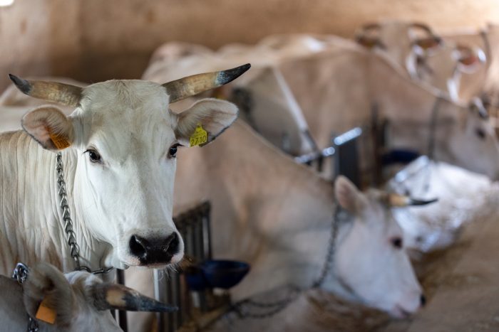 Il Consiglio regionale della Toscana approva la mozione per la tutela della razza chianina