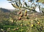 Olio, partita la raccolta delle olive in Toscana: meno quantità, ma eccellente qualità