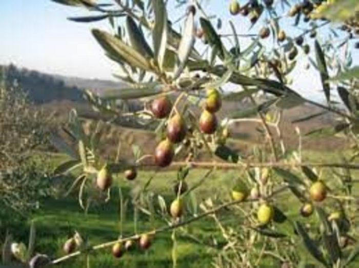 Olio, partita la raccolta delle olive in Toscana: meno quantità, ma eccellente qualità