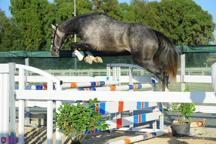 In finale a Fiera Cavalli Verona tre puledri nati a Siena