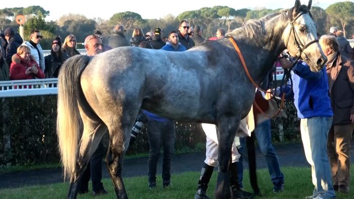 Ippica: a San Rossore finale di stagione per il mezzo sangue. L&rsquo;Atzeni Team vince Gran Gal&agrave; Anglo Arabo