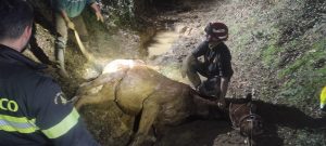 Cavallo cade dentro una buca in un sentiero durante passeggiata: salvato dai vigili del fuoco di Siena