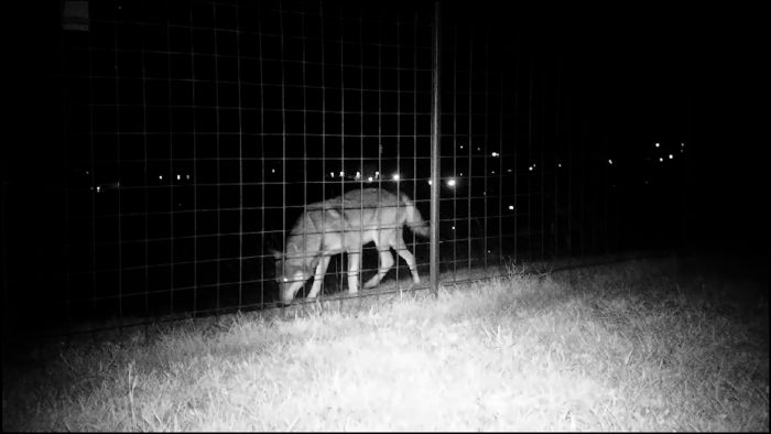 Le gestione del lupo nelle aree urbane, se ne parla stasera a "In Diretta"