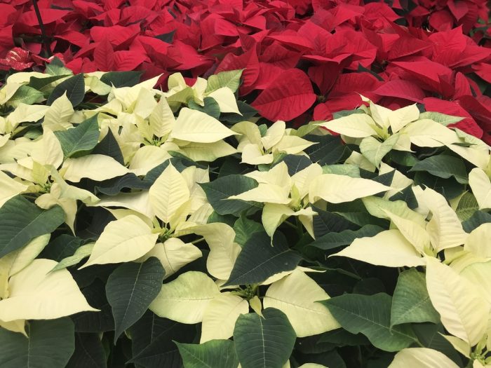 Stelle di Natale, i fiori che fanno bene alle feste e alla salute