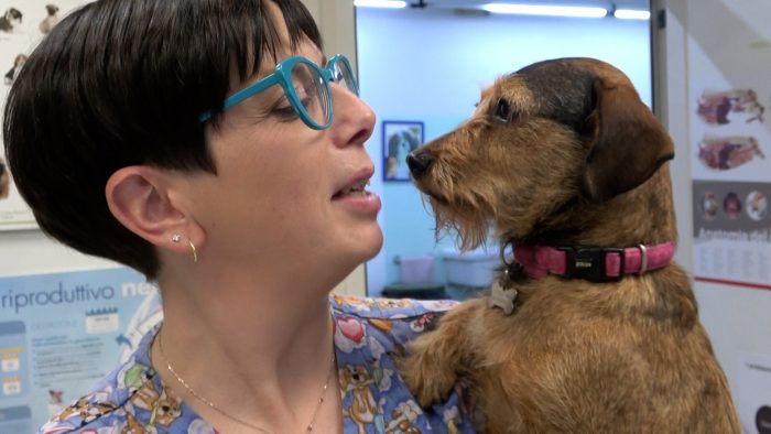 Botti e petardi, i consigli del veterinario per i vostri animali domestici