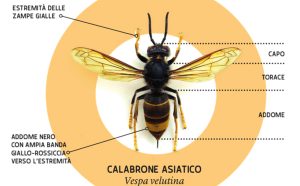 Insetti alieni, la vespa velutina minaccia l'apicoltura e l'agricoltura toscana