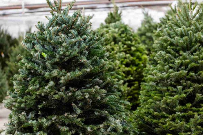 L'albero di Natale 'vero', cosa fare per mantenerlo dopo le feste