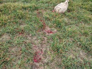 Pienza, lupi in azione in pieno giorno, uccise 2 pecore. Cresce la paura