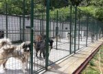 Revoca accreditamento canile Colle Pinzuto, Tucci: "Animali trasferiti a Murlo, valutazioni su attuale contratto"