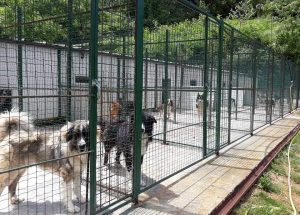 Canile municipale di Colle Pinzuto, tutta la verità dietro alla burocrazia