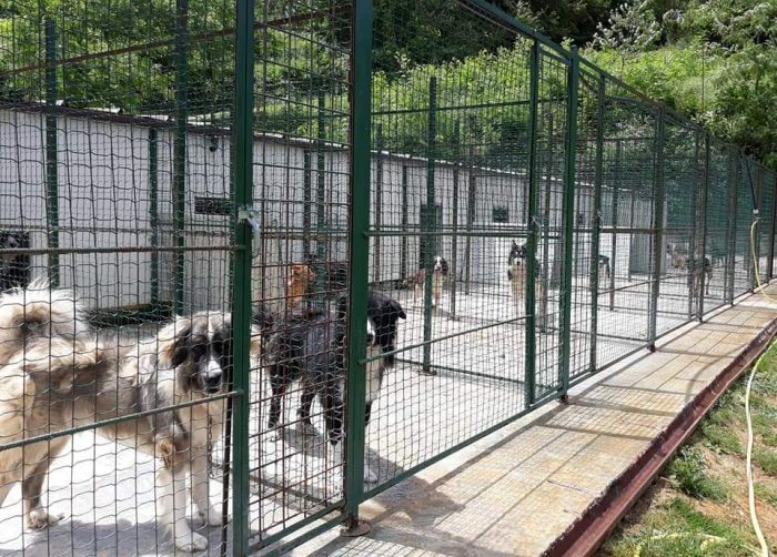 Canile municipale di Colle Pinzuto, tutta la verità dietro alla burocrazia