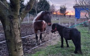 Tutti in adozione i pony ed i cavalli sequestrati a Poggibonsi