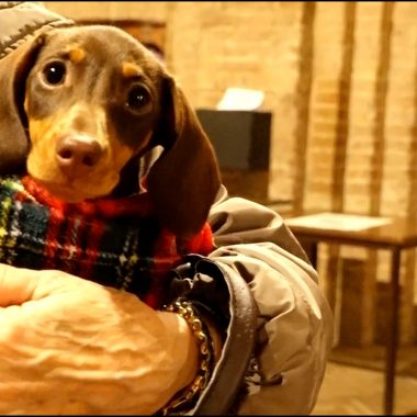 sant’antonio abate benedizione 2024 2