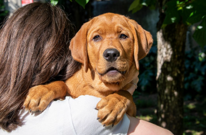 La Regione Toscana cerca famiglie affidatarie per futuri cani guida e da allerta medica