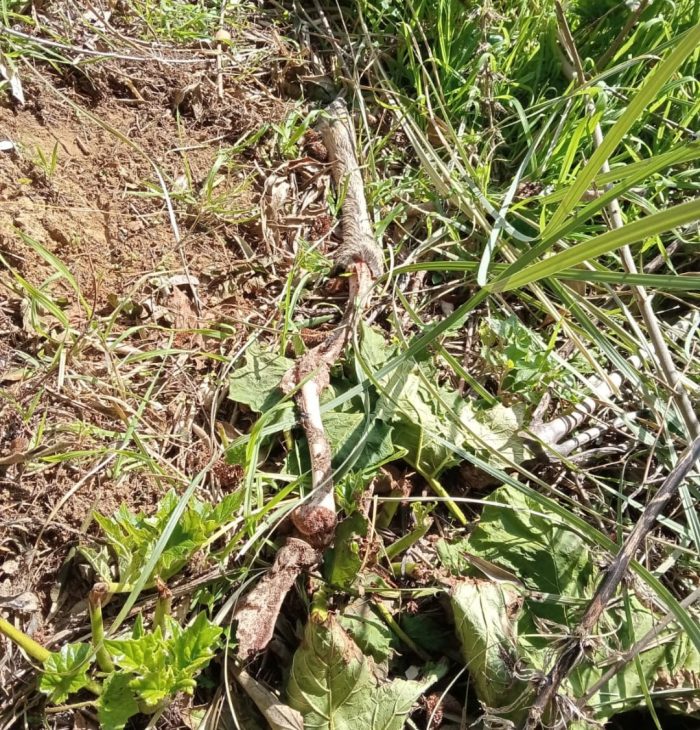 Siena: trovati resti di caprioli sbranati dai lupi nella vallata di Ravacciano