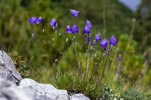 Ricercatori delle Universit&agrave; di Siena e Milano scoprono un fiore mai visto prima sbocciato in montagna