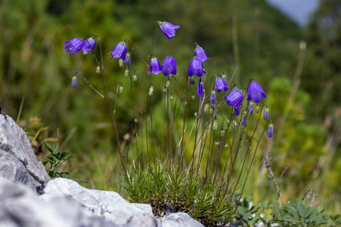 Ricercatori delle Universit&agrave; di Siena e Milano scoprono un fiore mai visto prima sbocciato in montagna