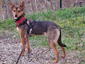 Siena, impaurita si sfila la pettorina e fugge: ricerche in corso per Cecilia