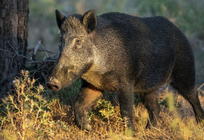 I mammiferi elementi chiave dei nostri ecosistemi naturali, convegno ai Fisiocritici