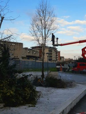 Alberature a Poggibonsi, iniziati gli interventi di manutenzione puntuale