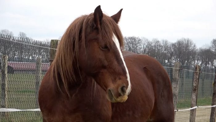 Quando cavalli e umani si &ldquo;sintonizzano&rdquo;: l&rsquo;Universit&agrave; di Pisa misura la relazione