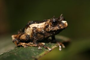 "Meravigliose creature", a Siena la prima presentazione italiana del libro di Stefano Mazzotti